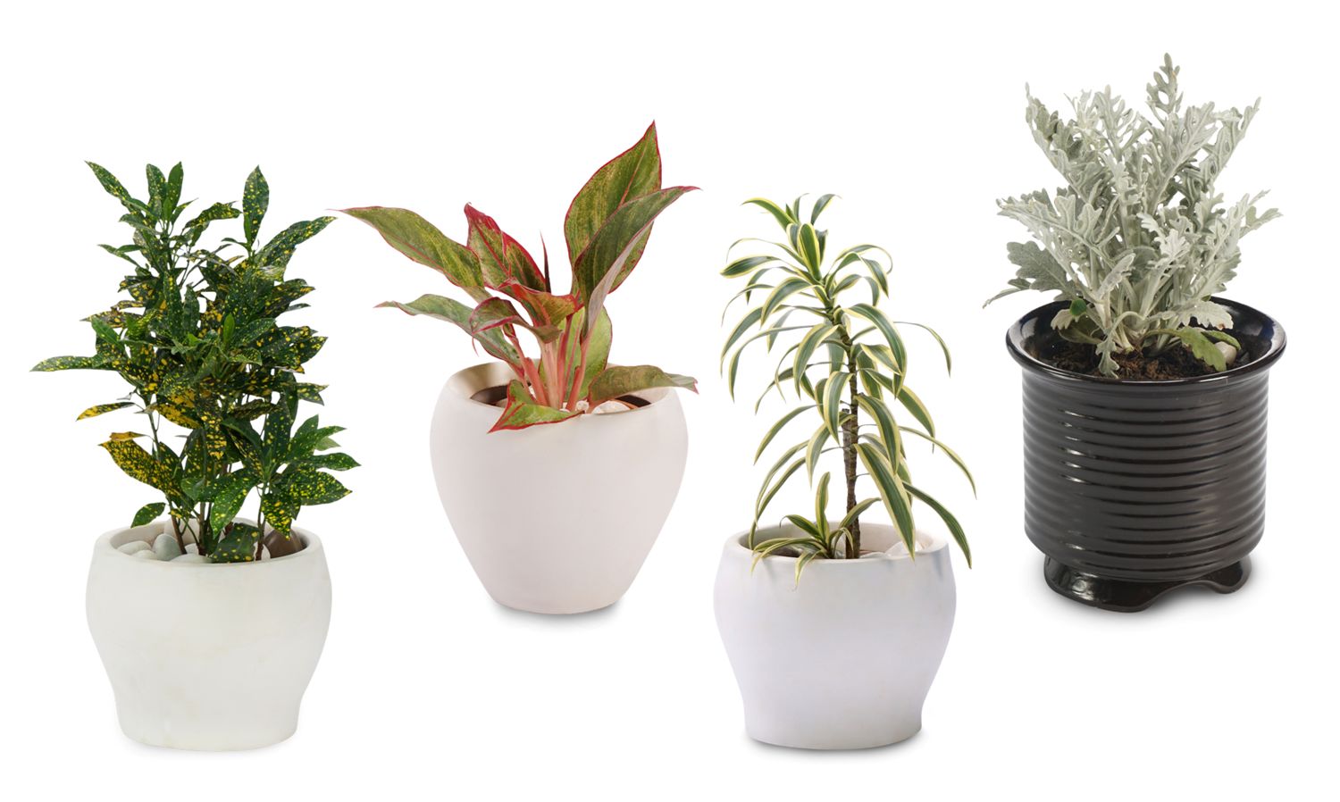 green-decor-buy-combo-pack-of-best-plants-to-gift-on-birthday-online-MzI=