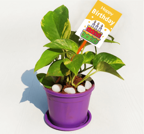 gift-plants-collection-corporate-gifts-Mzg=