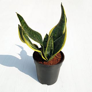 sansevieria-(snake-plant)-Mjk=