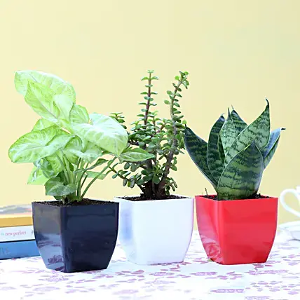 set-of-3-green-foliage-plants-|-gift-combo-of-3-indoor-plants-MzA=