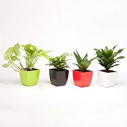 set-of-4-green-plants-in-beautiful-plastic-pots-|-gift-4-home-dã©cor-plant-combo-online-MzE=